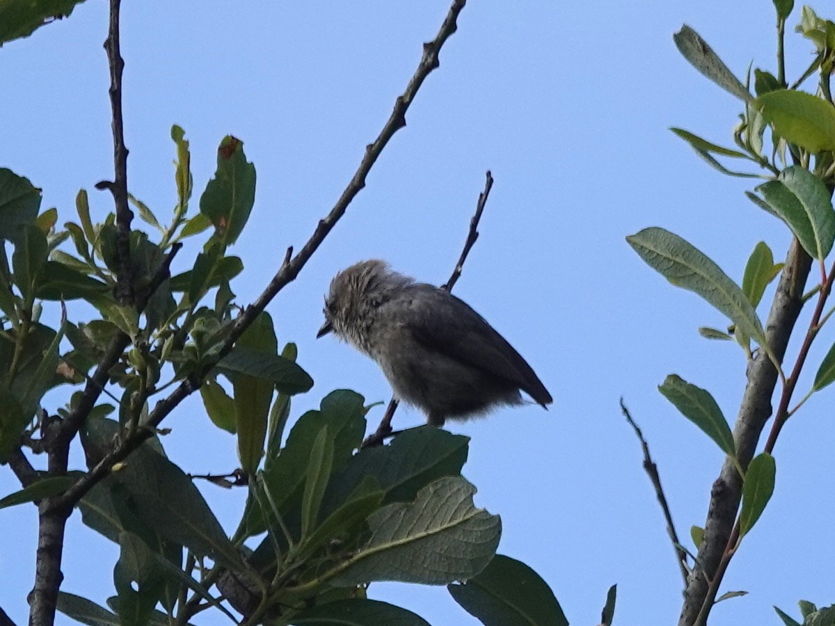 Bushtit - Norman Uyeda