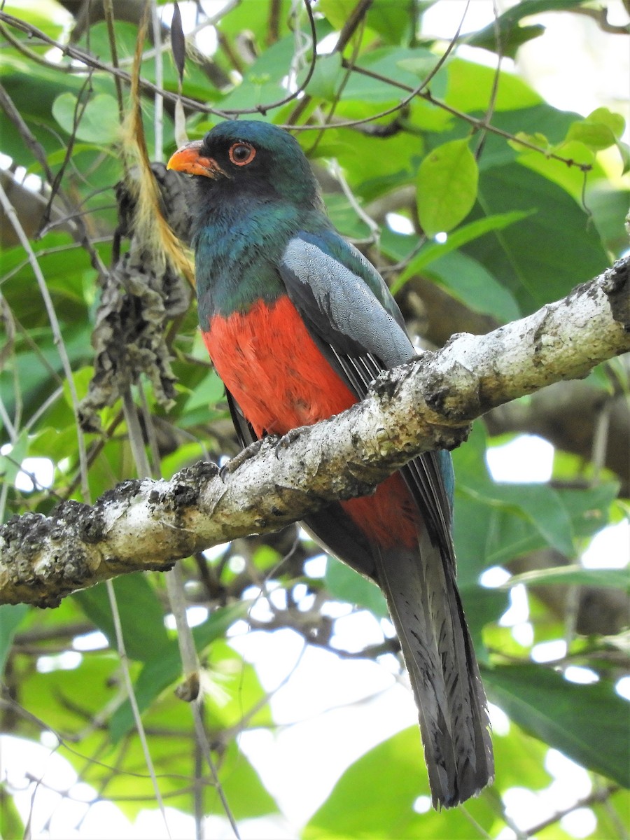 Slaty-tailed Trogon - ML160925001