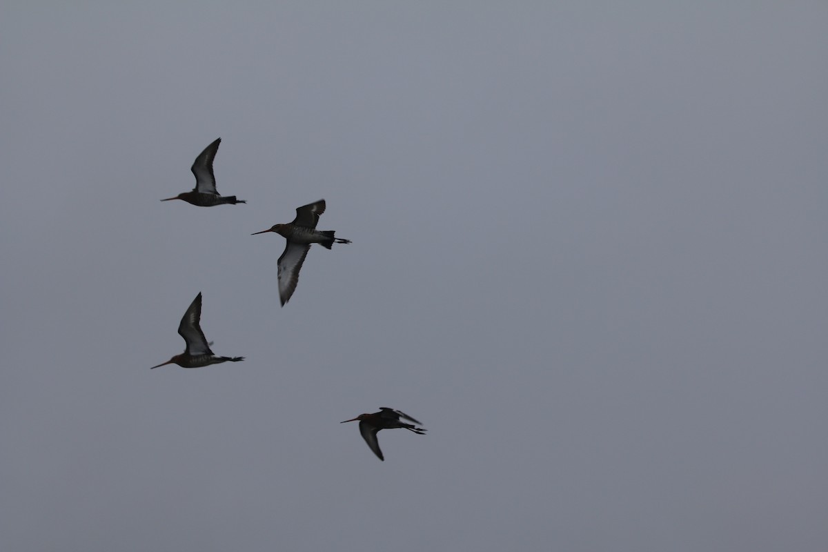 Black-tailed Godwit - ML160927681