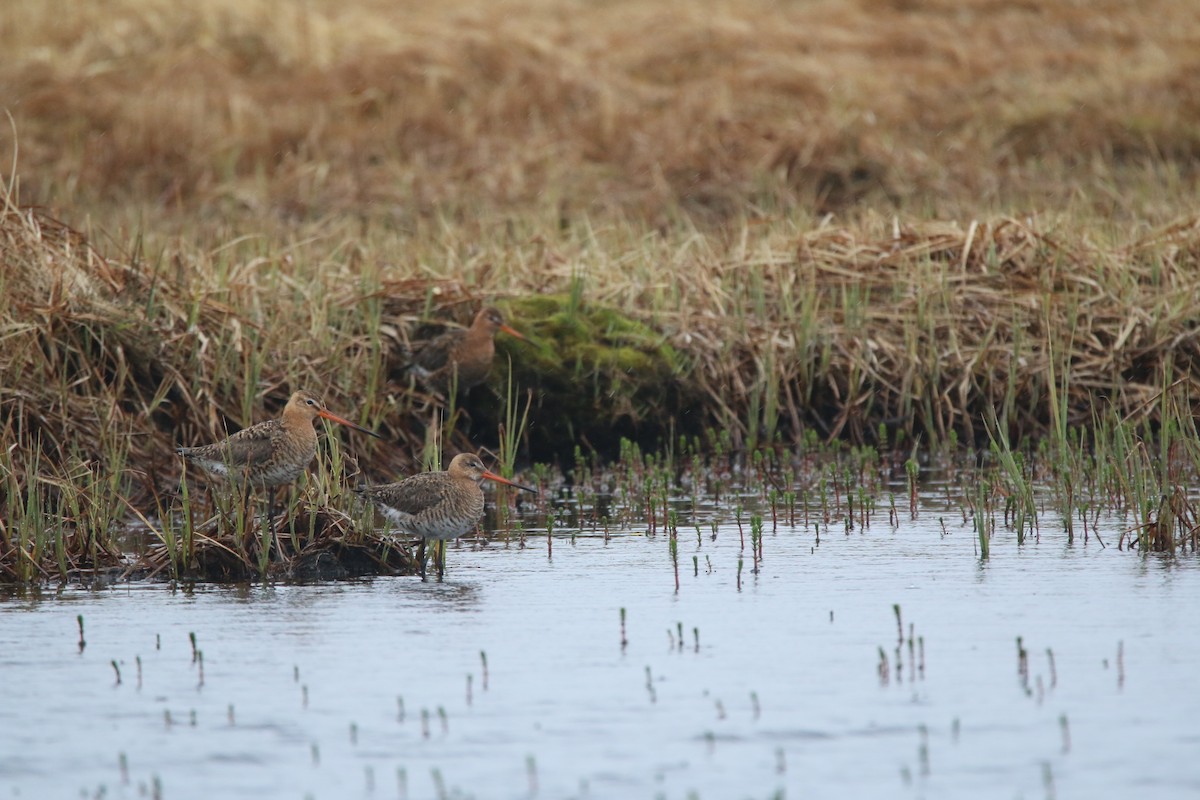 Black-tailed Godwit - ML160927821