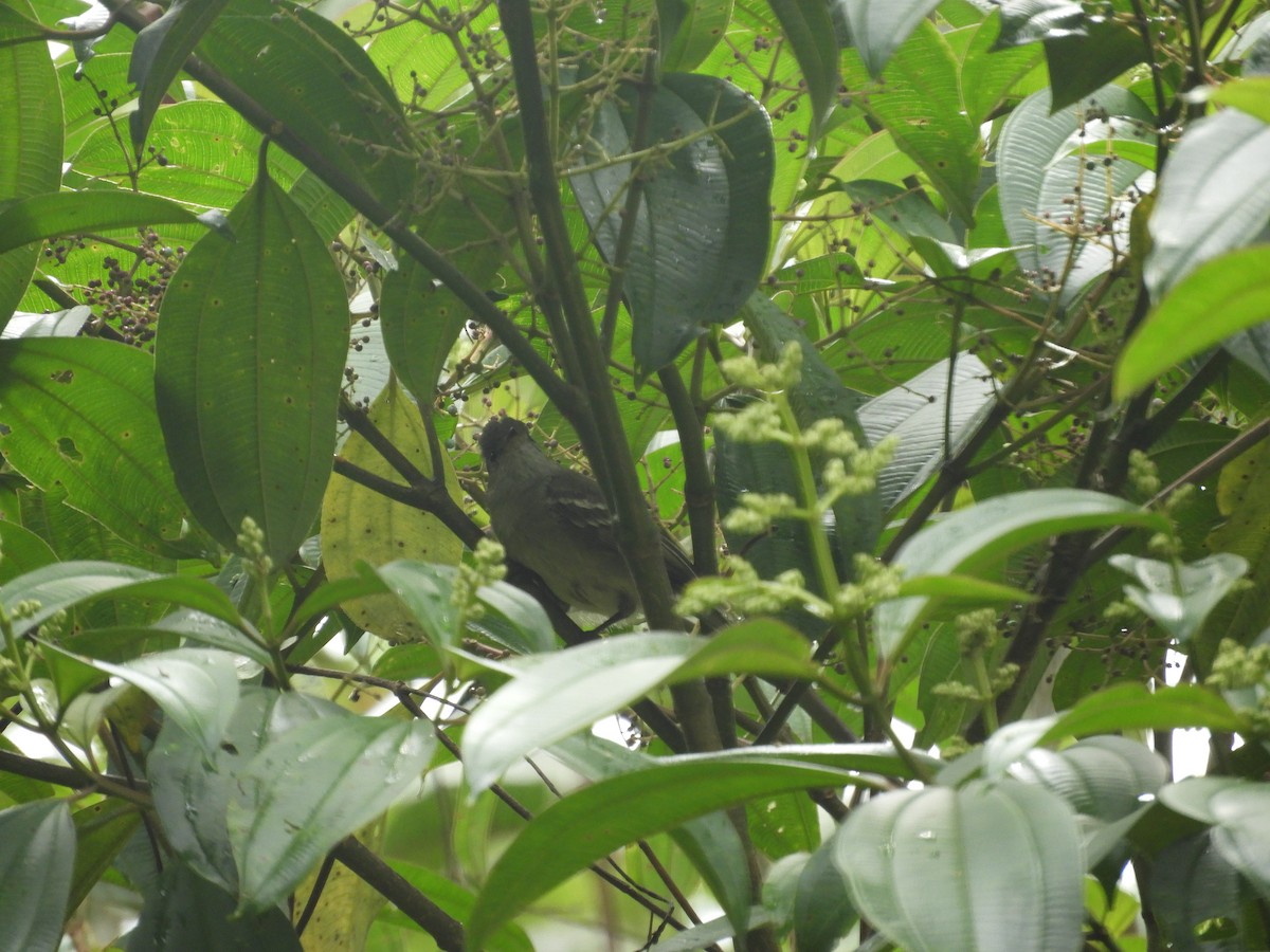 Yellow-bellied Elaenia - ML160929521