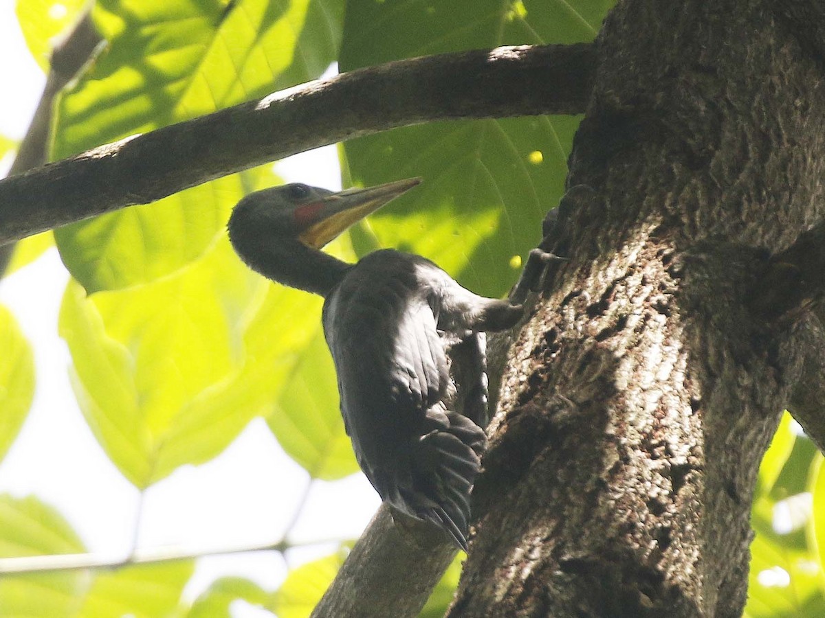 Great Slaty Woodpecker - ML160929671