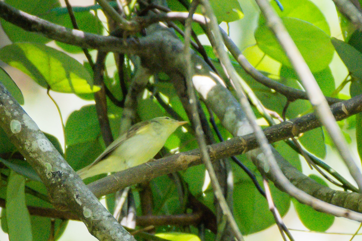 Green Warbler - Dasun Wasala