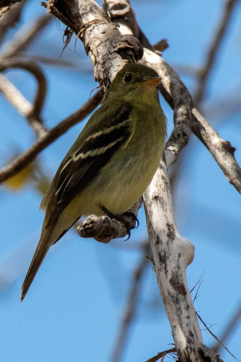 Yellow-bellied Flycatcher - Kurt Miller