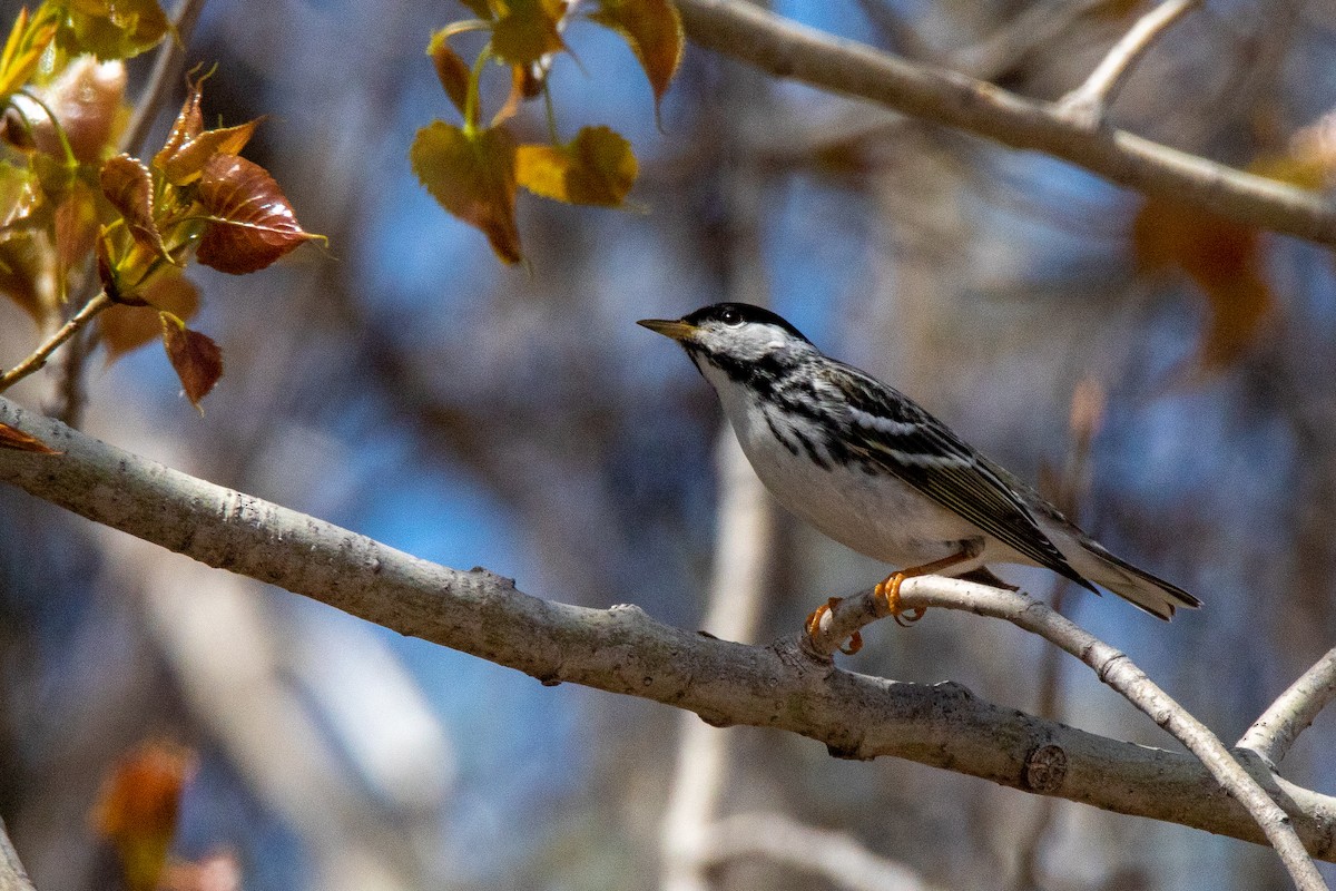 Blackpoll Warbler - Kurt Miller