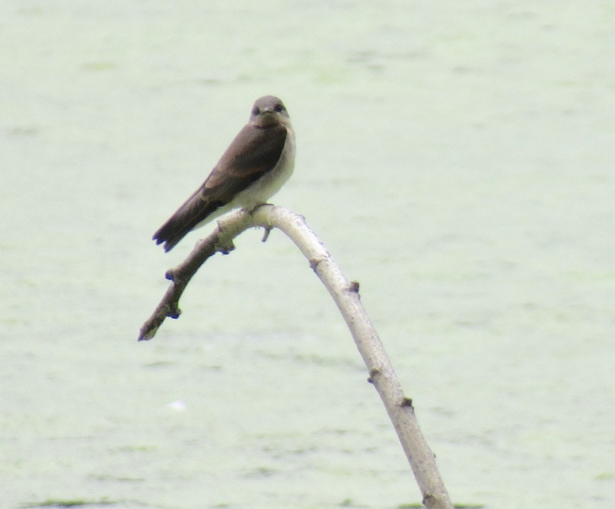 Northern Rough-winged Swallow - ML160932631
