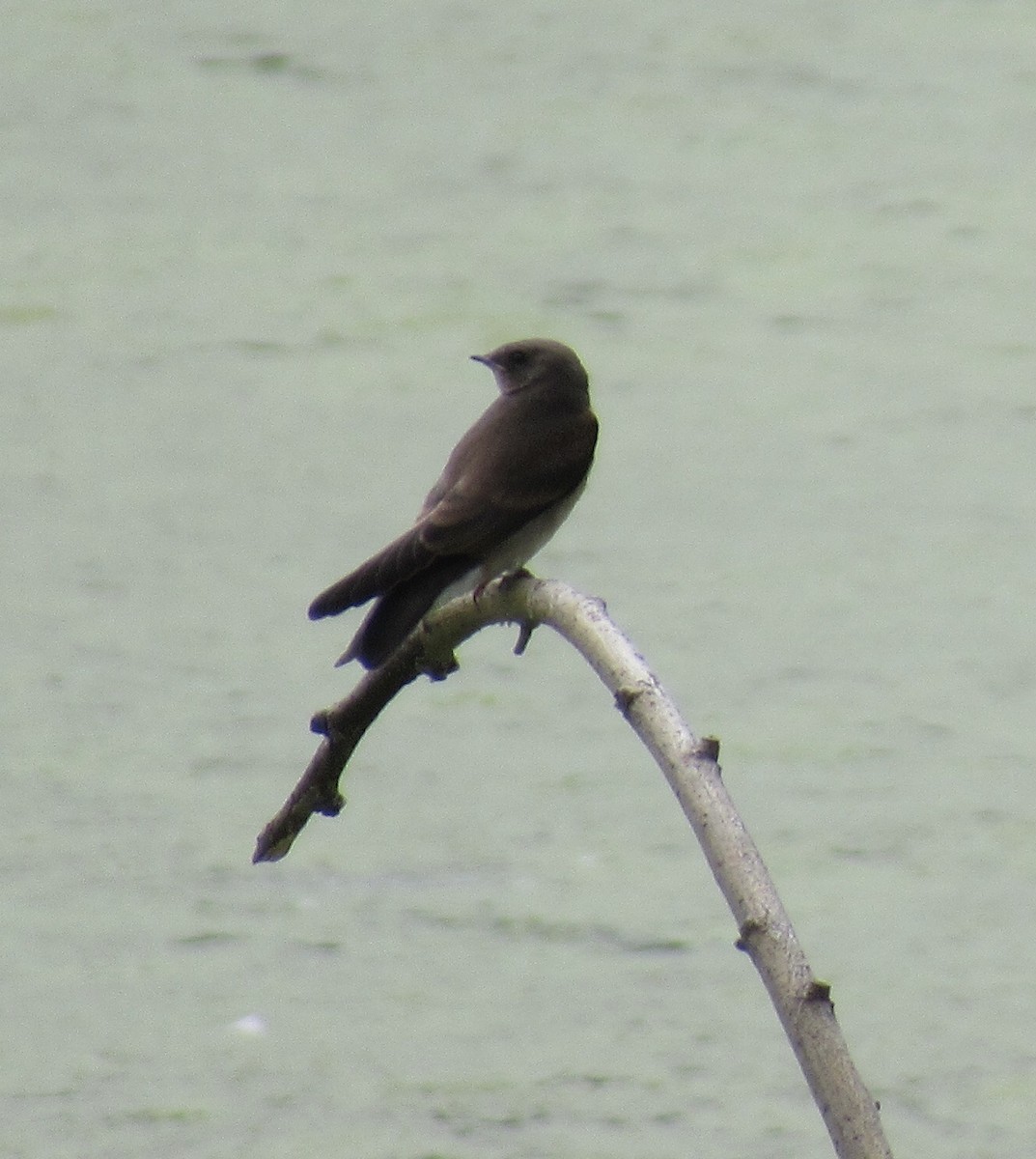 Northern Rough-winged Swallow - ML160932641