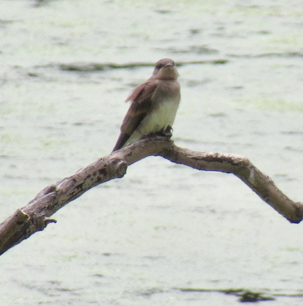 Northern Rough-winged Swallow - ML160932651