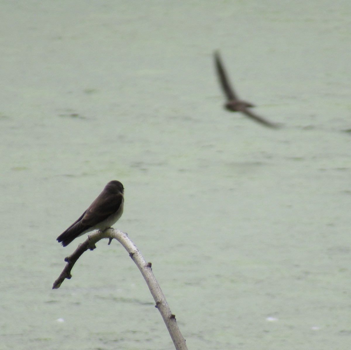 Northern Rough-winged Swallow - ML160932661