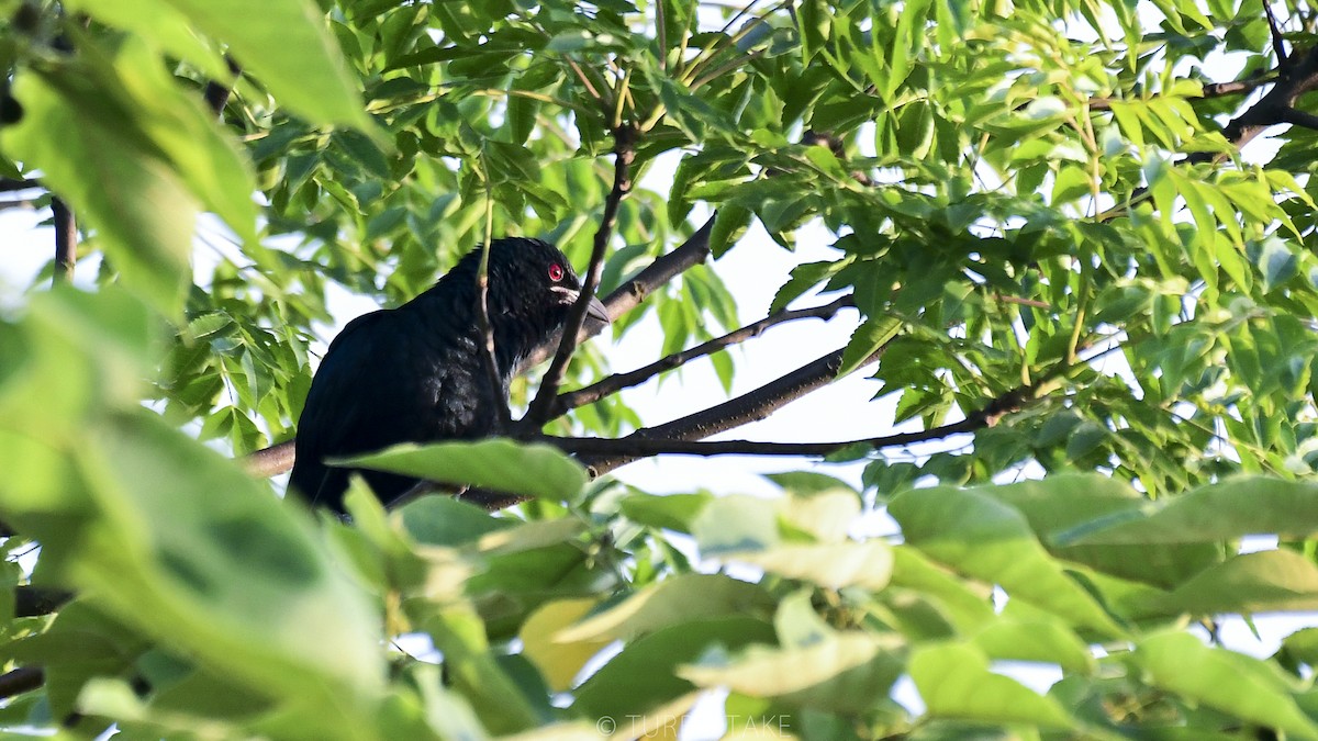 Asian Koel - ML160932691