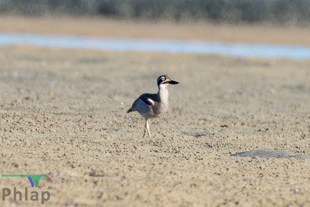 Beach Thick-knee - ML160933111