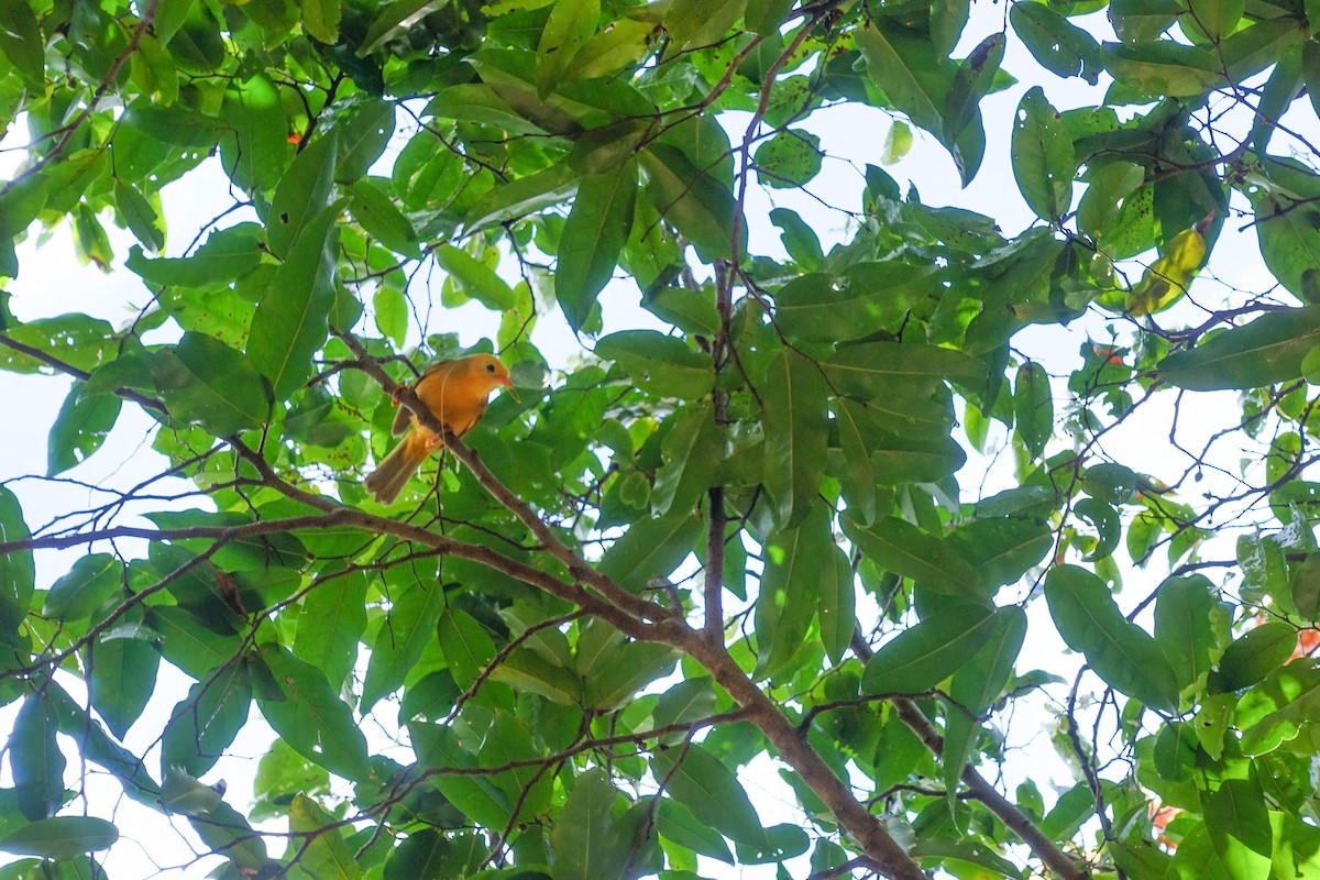 Golden White-eye - ML160933261