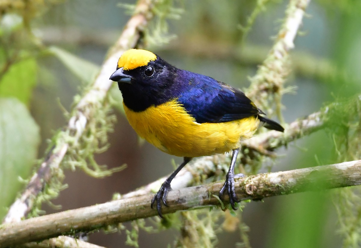 Orange-bellied Euphonia - ML160935531