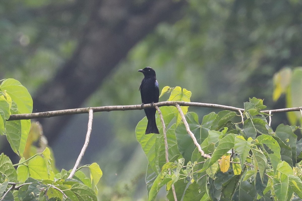 Short-tailed Drongo - ML160936561