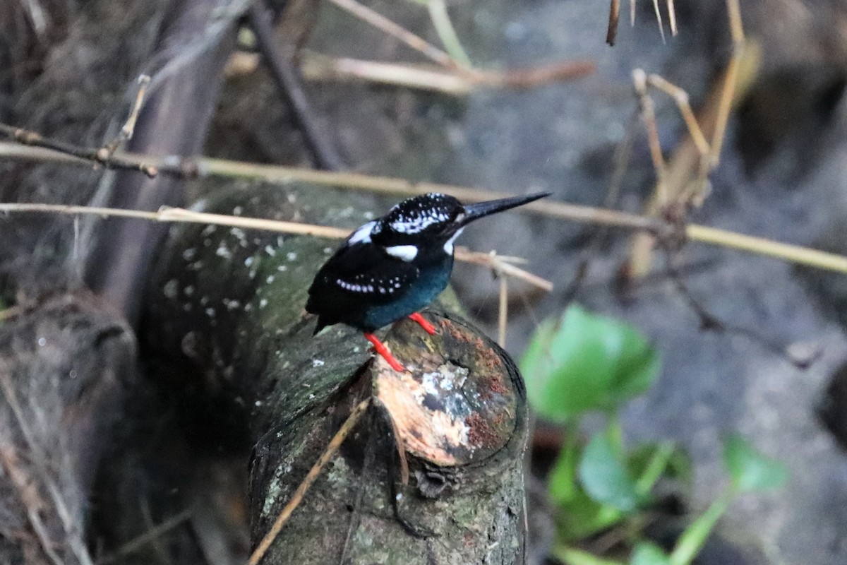 Southern Silvery-Kingfisher - ML160936691