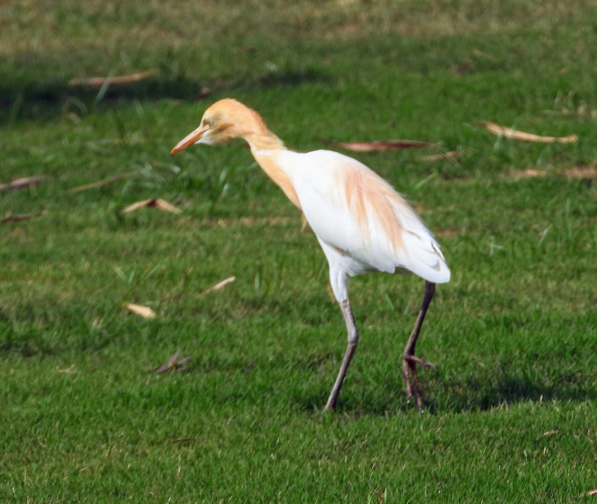 Eastern Cattle Egret - ML160936931