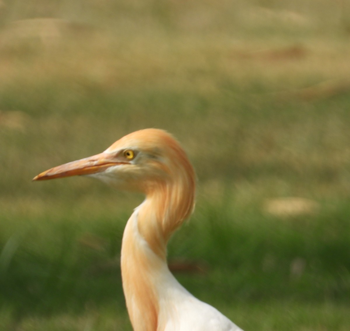 Eastern Cattle Egret - ML160936981