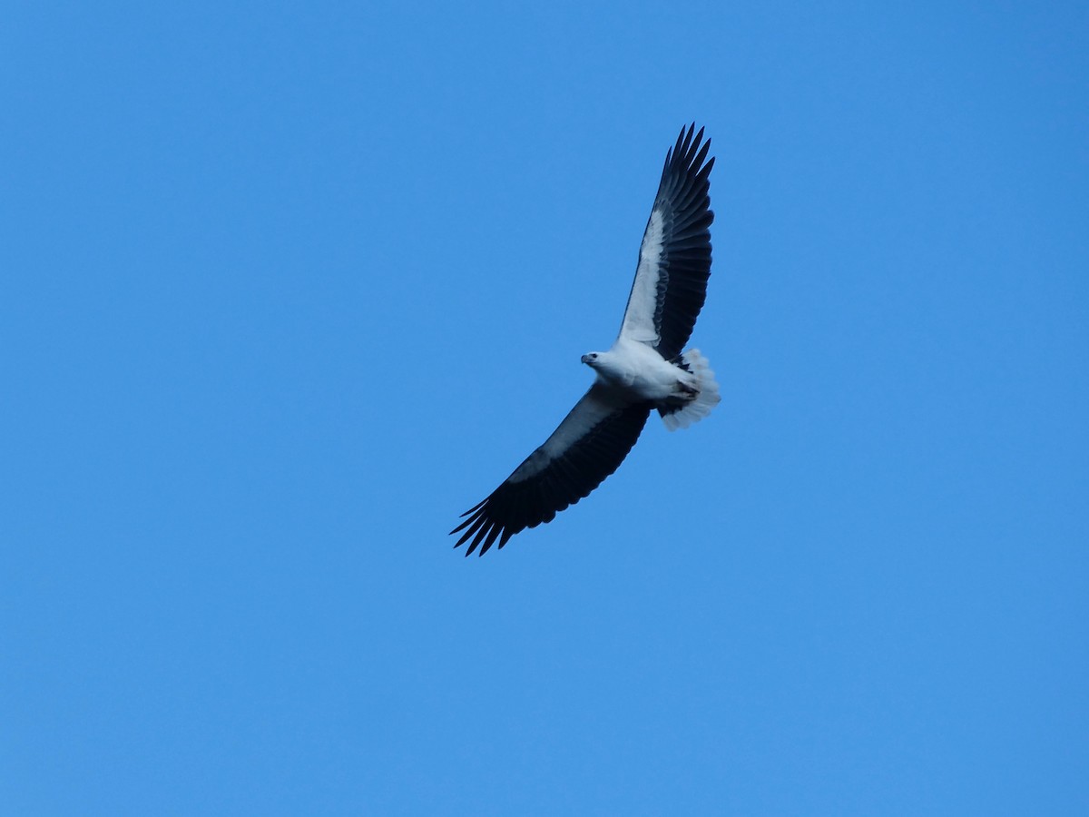 White-bellied Sea-Eagle - David Vickers