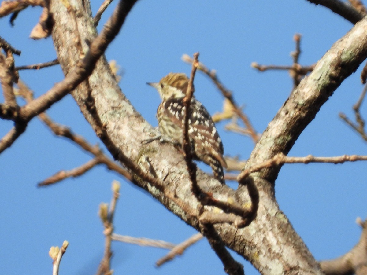 Brown-capped Pygmy Woodpecker - ML160937661