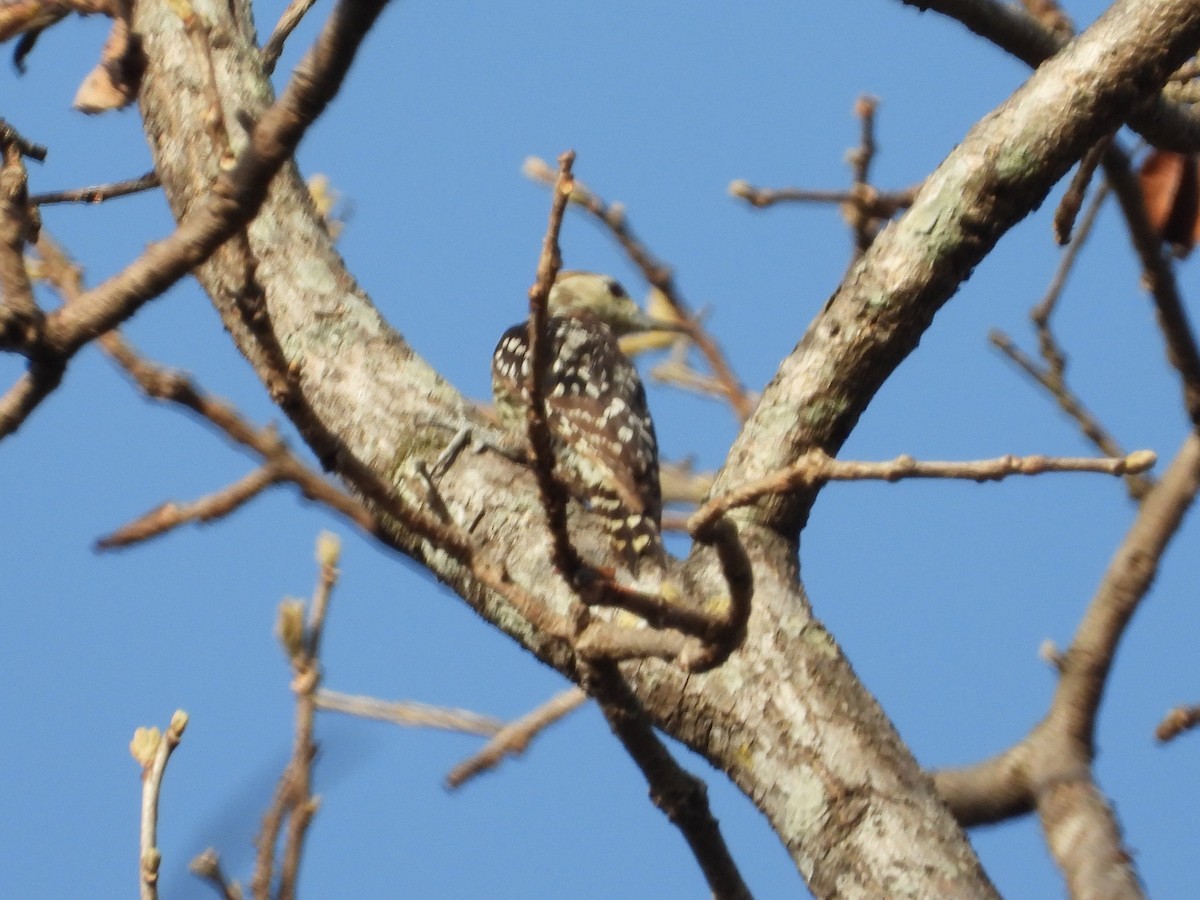 Brown-capped Pygmy Woodpecker - ML160937691