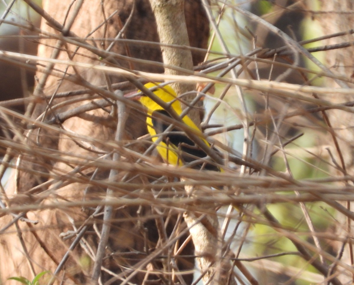 Indian Golden Oriole - ML160937841