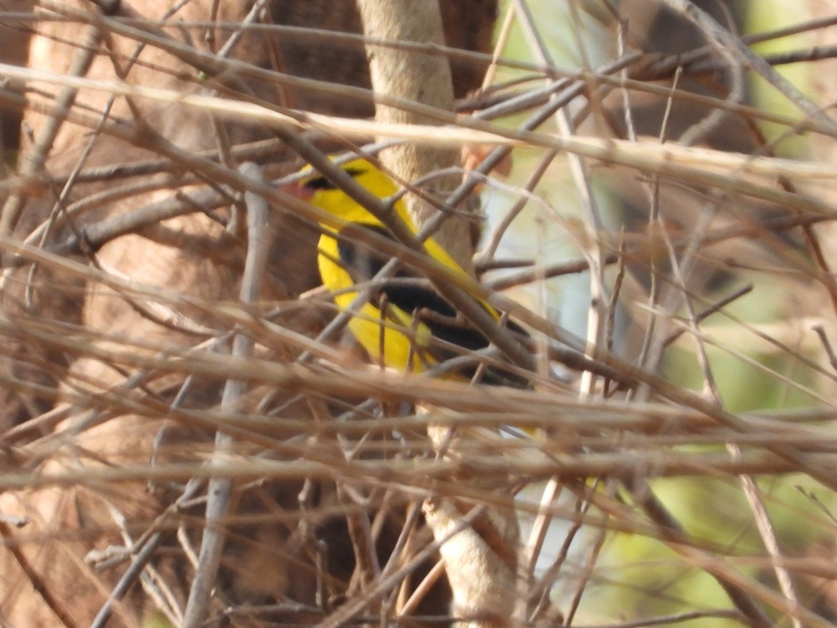 Indian Golden Oriole - ML160937861