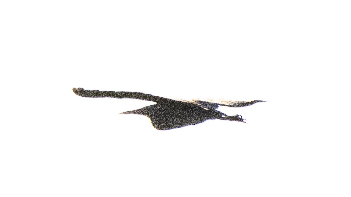 Black Bittern - ML160938151