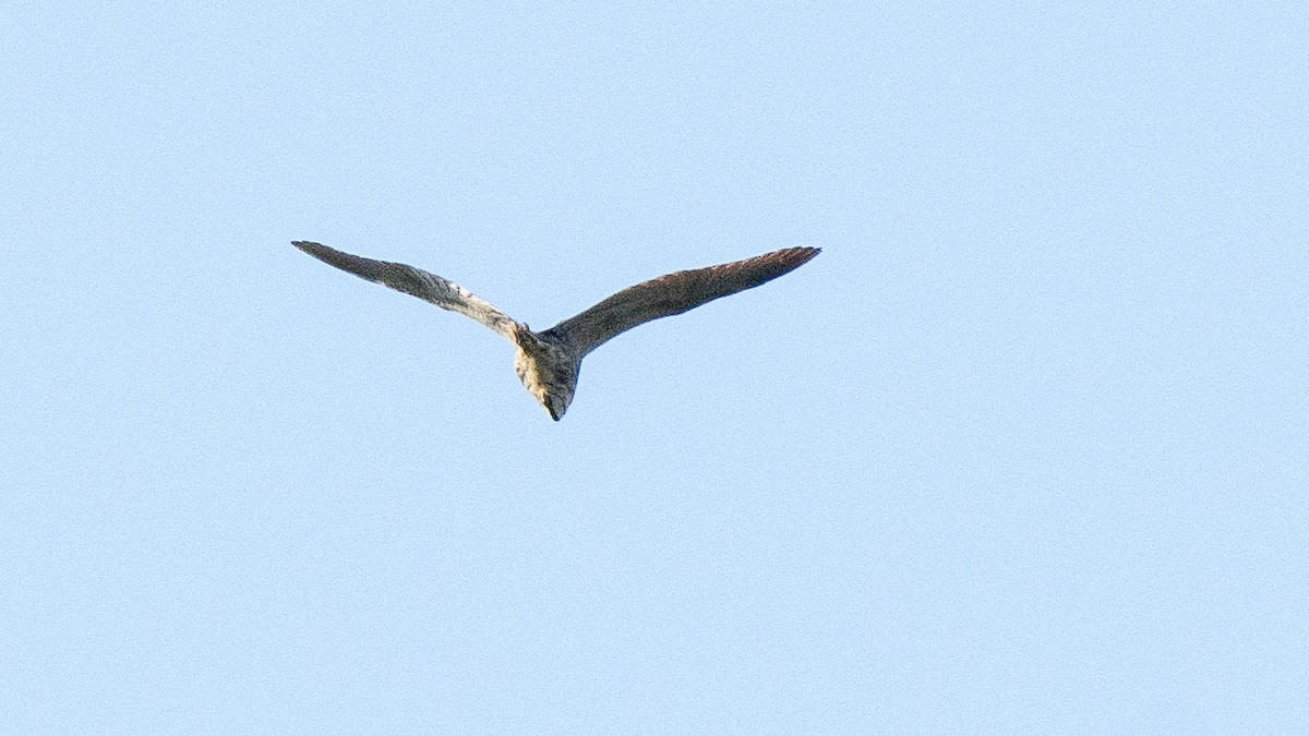 Black Bittern - ML160938161