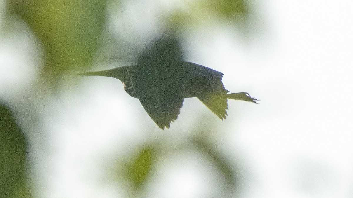 Black Bittern - ML160938181