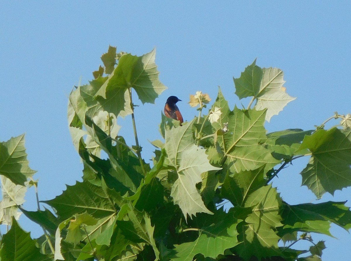 Orchard Oriole - ML160939051