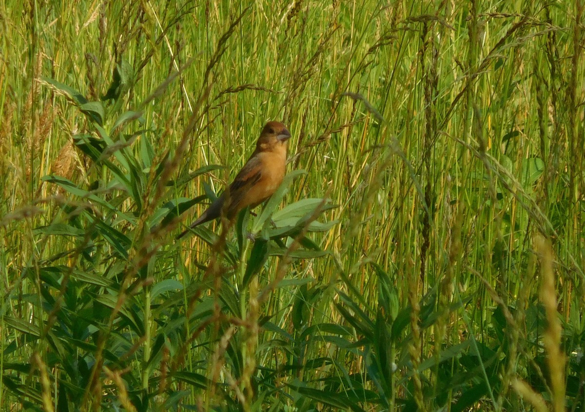 Blue Grosbeak - ML160939071