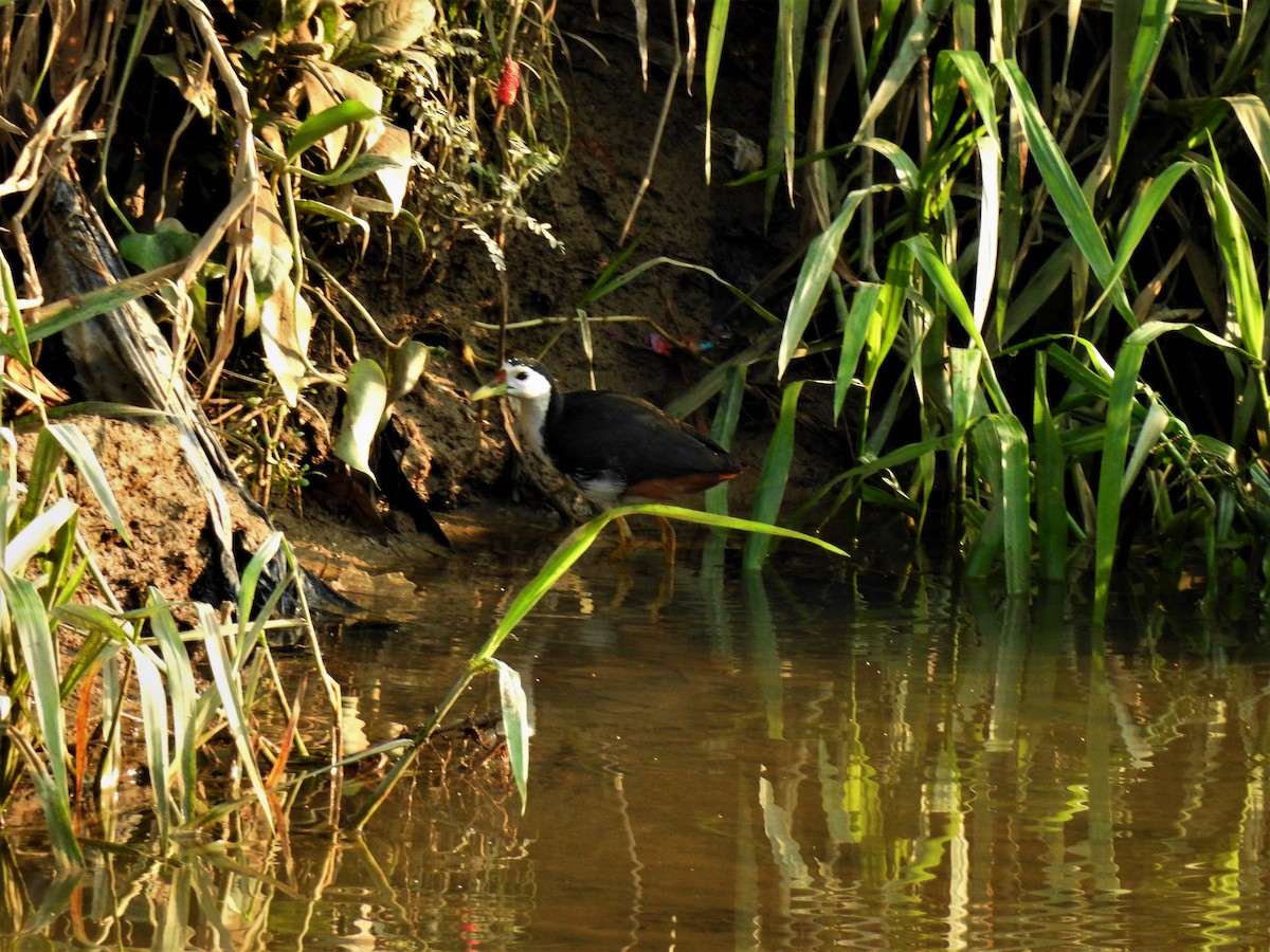 White-breasted Waterhen - Tuck Hong Tang