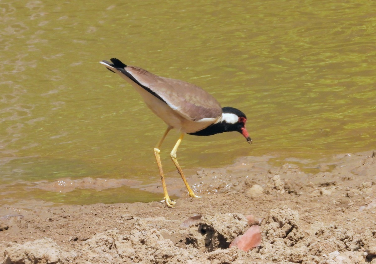 Red-wattled Lapwing - ML160940381