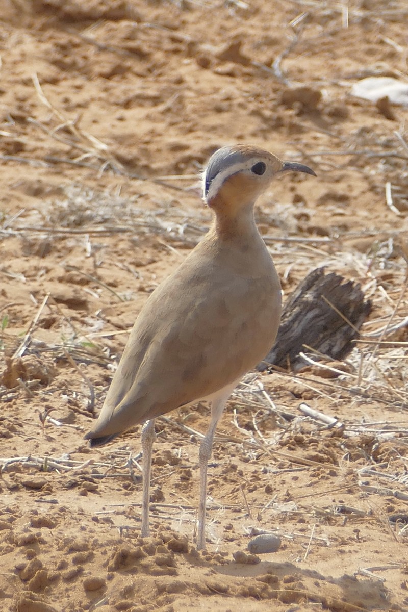 Burchell's Courser - Peter Kaestner