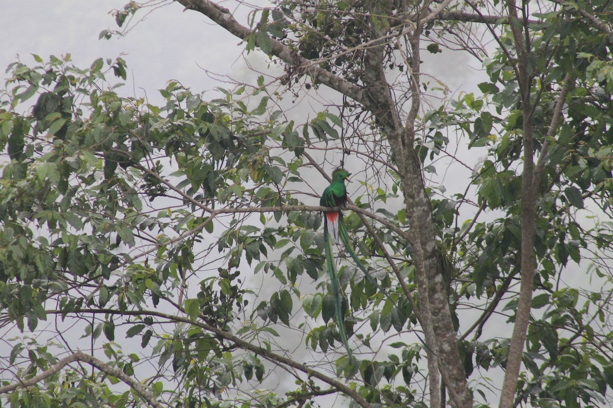 Quetzal Guatemalteco - ML160942371