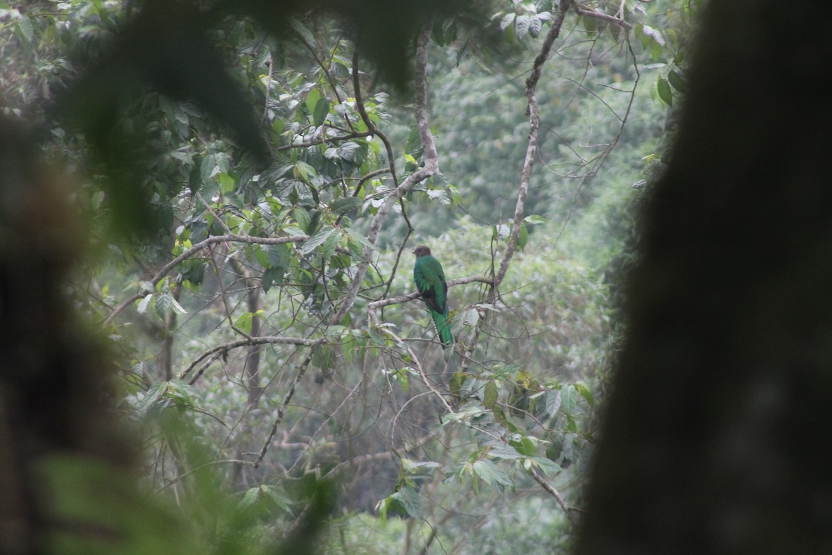 Resplendent Quetzal - ML160942401