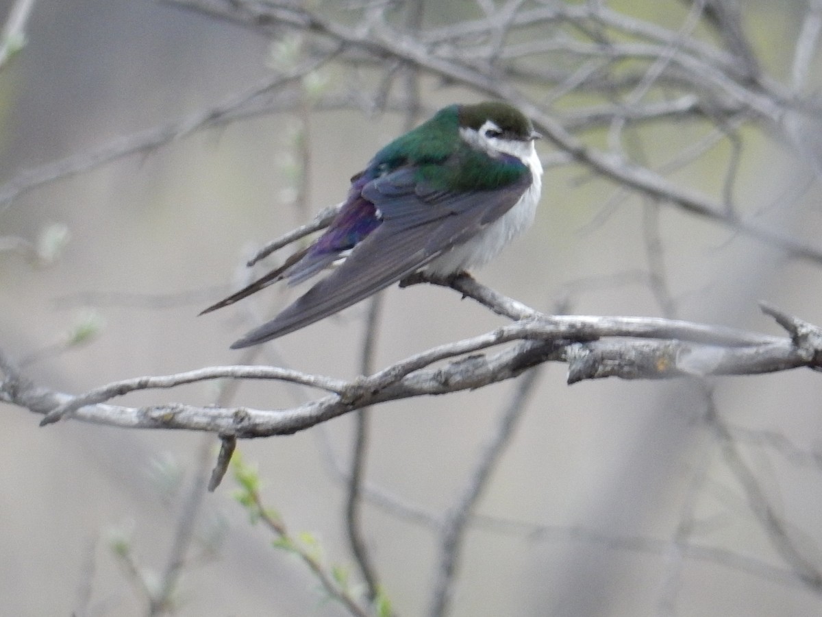 Violet-green Swallow - Darlene Shymkiw