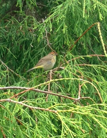 Palm Warbler - ML160942951