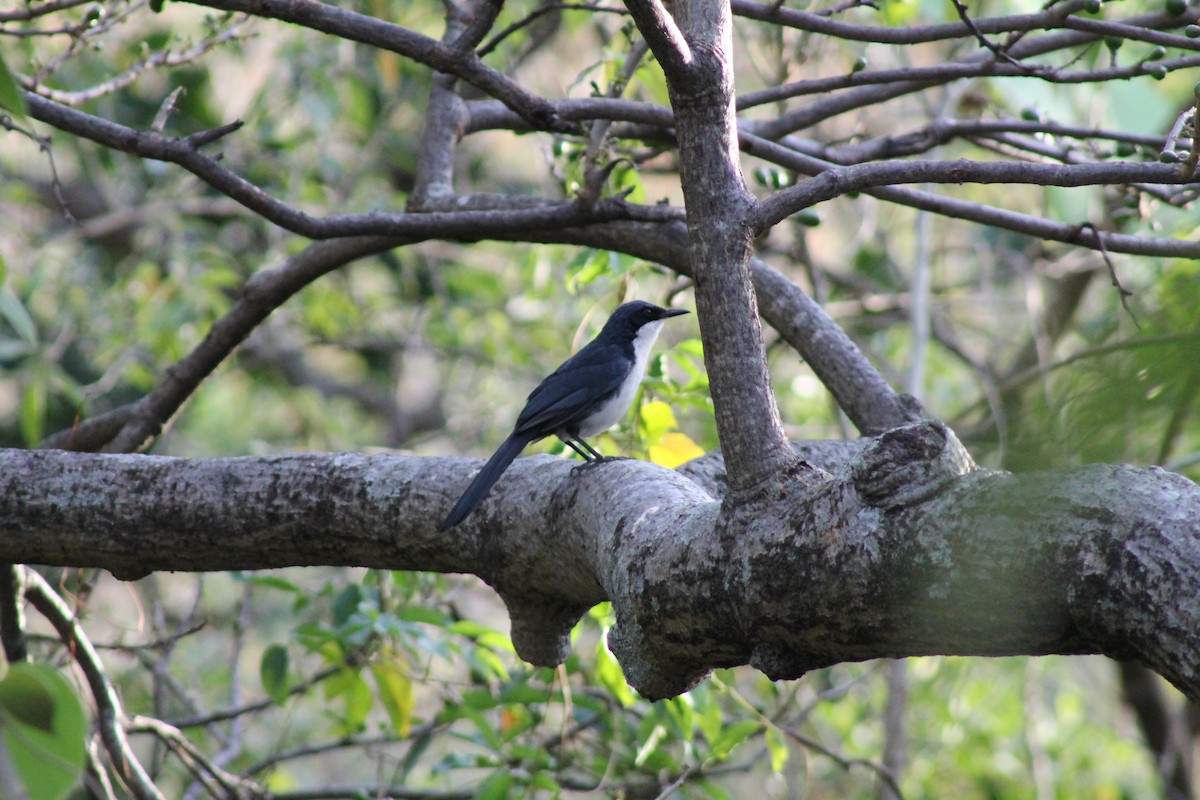 Blue-and-white Mockingbird - ML160945331