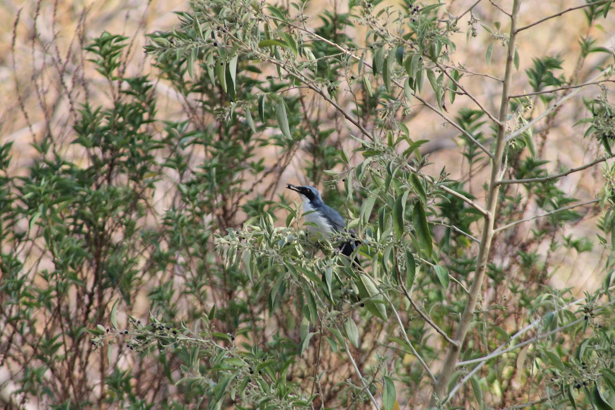 Blue-and-white Mockingbird - ML160945441