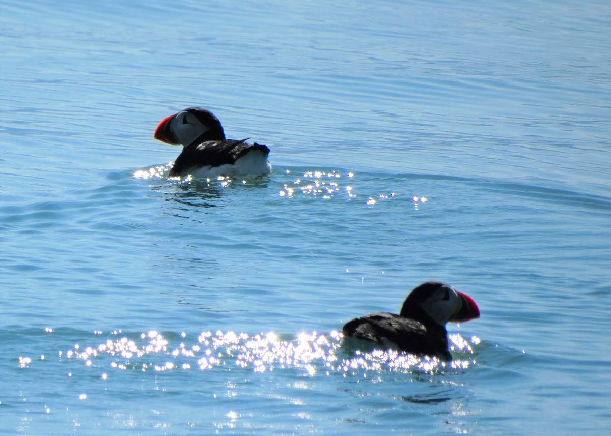 Atlantic Puffin - ML160946011