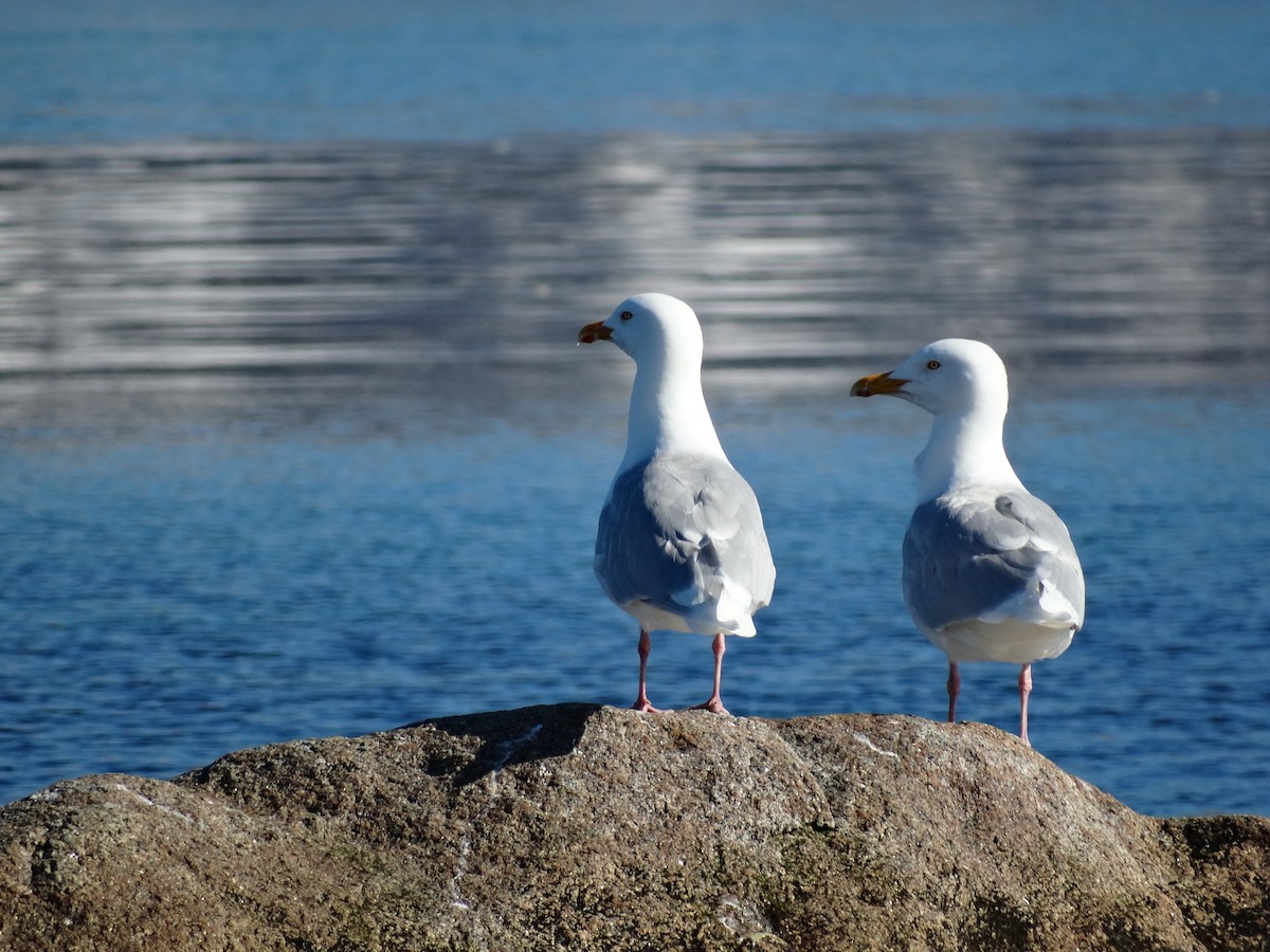 Glaucous Gull - ML160946041