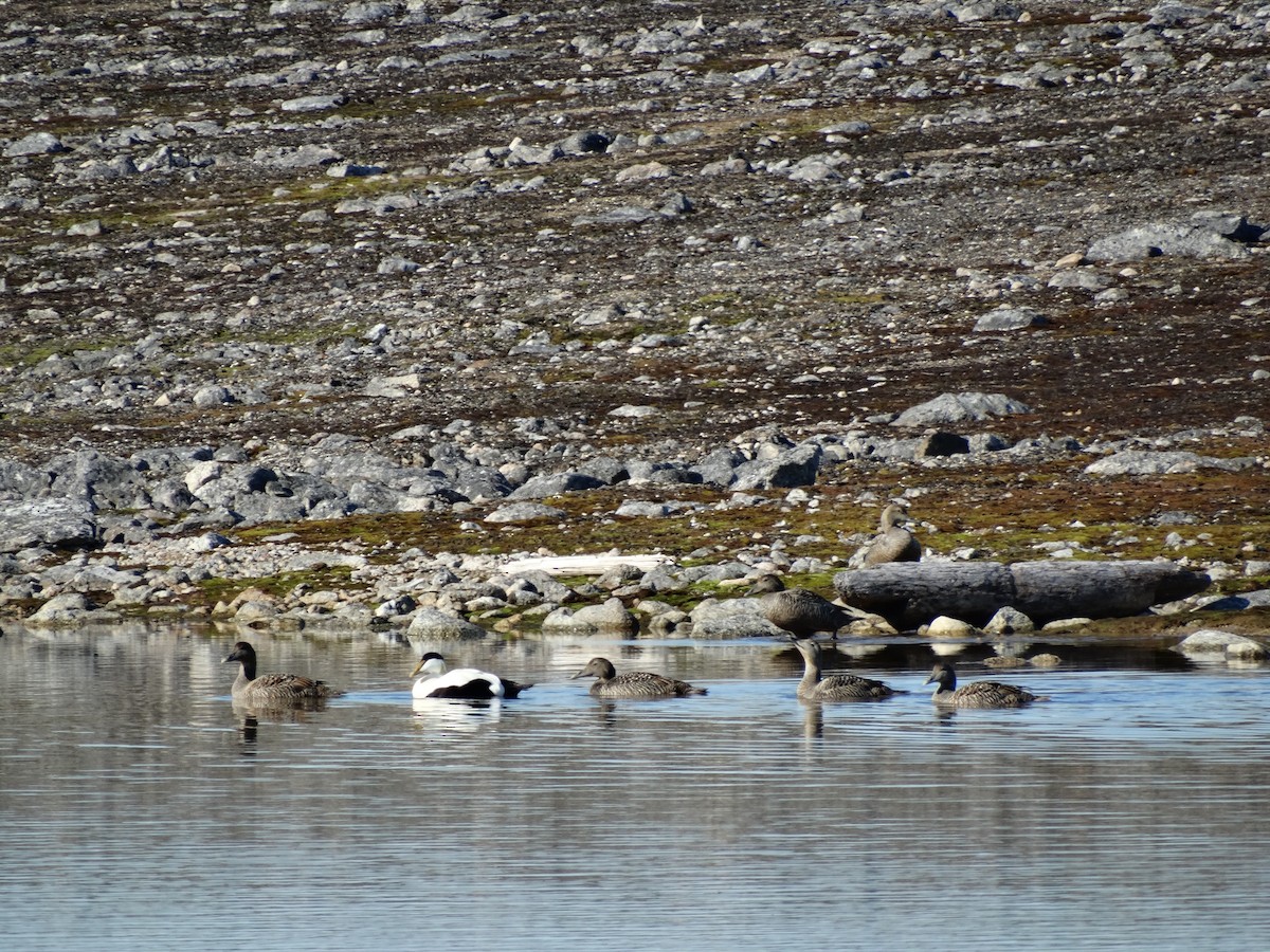 Common Eider - Ana Paula Alminhana Maciel