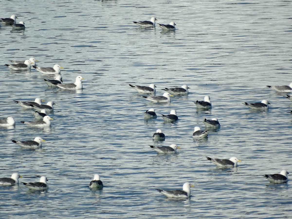 Black-legged Kittiwake - ML160946211