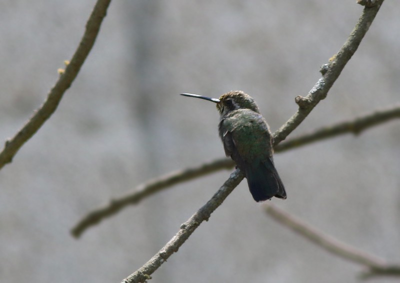 Broad-billed Hummingbird - Amy McAndrews
