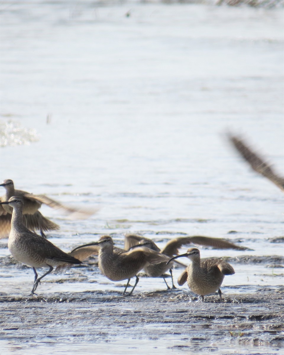 Hudsonian Whimbrel - ML160947251