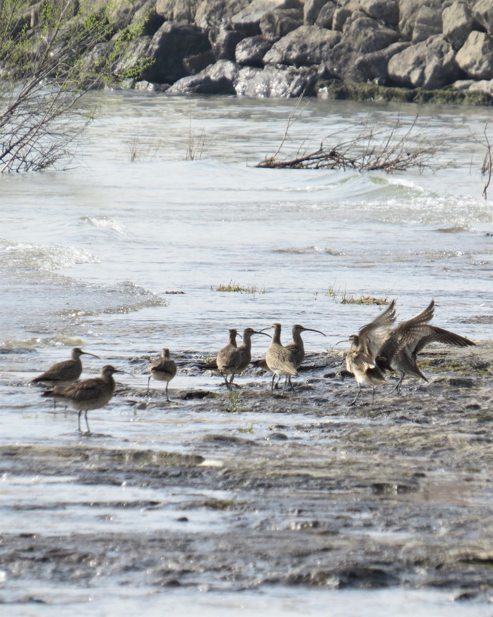 Hudsonian Whimbrel - Judy Robins