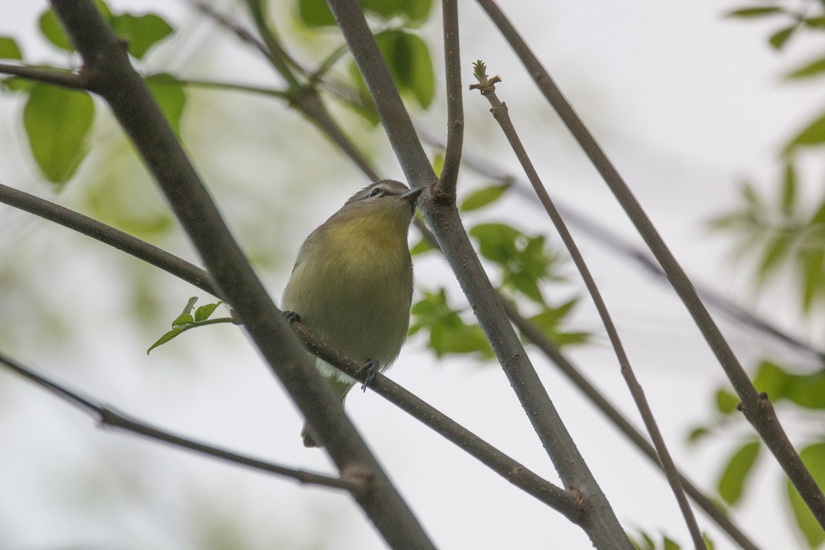 Vireo de Filadelfia - ML160947591