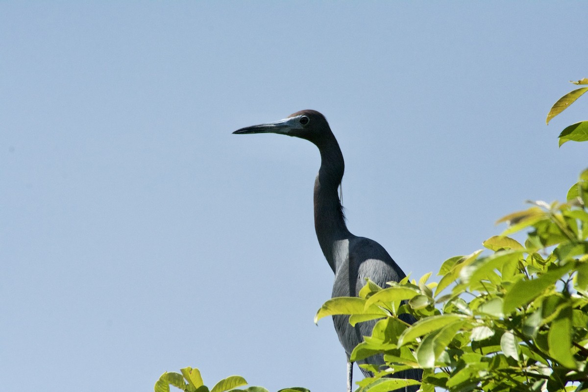Aigrette bleue - ML160952021