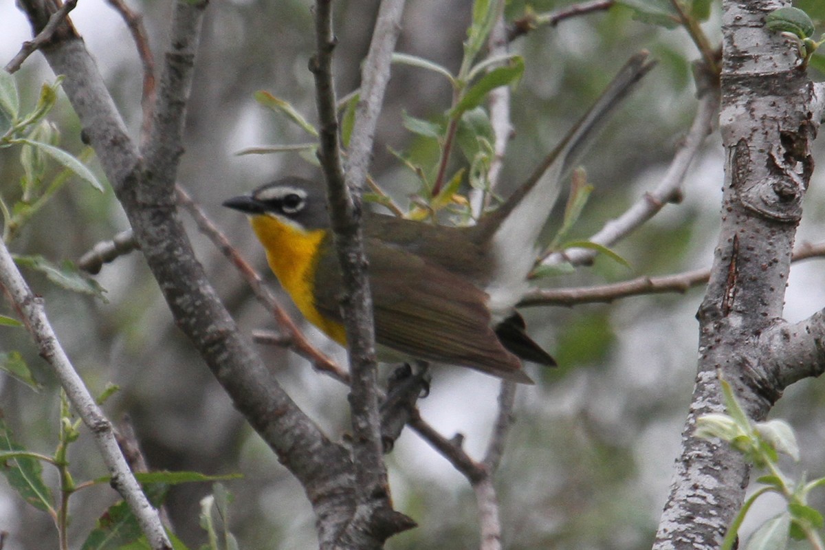 Yellow-breasted Chat - ML160952101